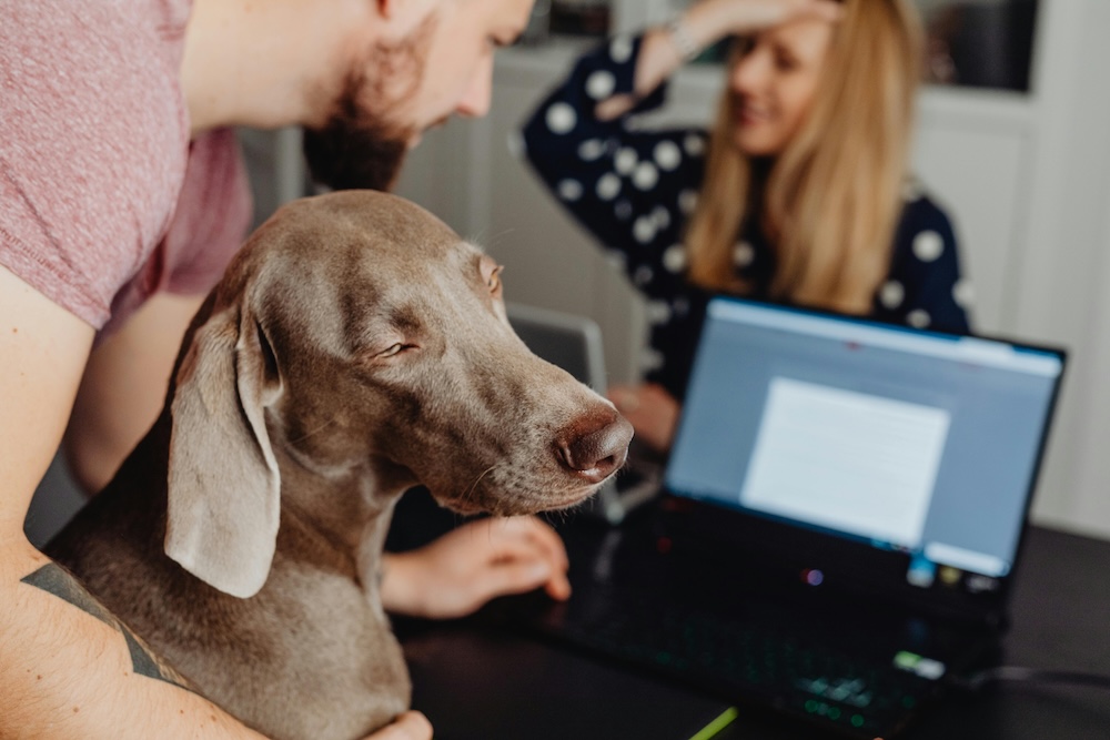 betterpetplans office dog